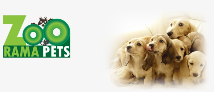 Http - //wp - Zooramapets - Com/wp Soo Cute 3 Dogs - Rosmax Interactive Dog Toy - Best Iq Treat Dispensing, transparent png