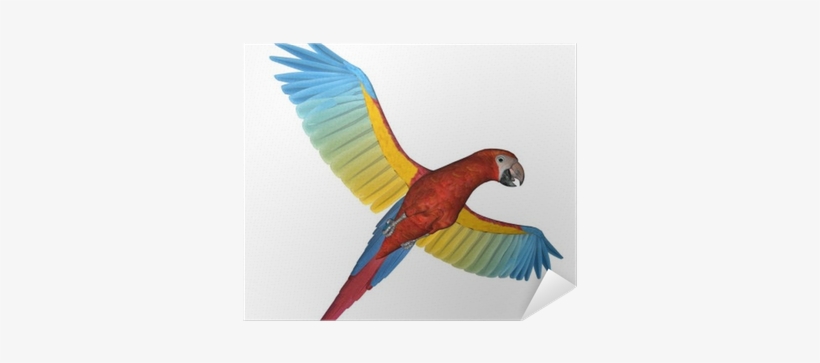 Parrot, transparent png