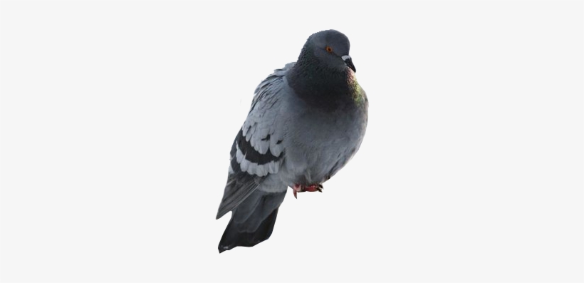 Голубь Пнг, transparent png