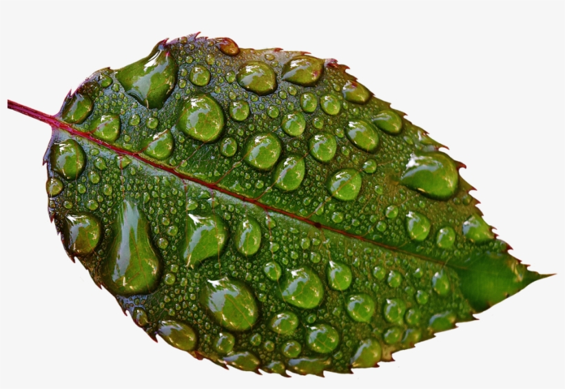 Rosenblatt, Drip, Raindrop, Wet, Drop Of Water, Beaded - ใบไม้ หยด น้ำ Png, transparent png