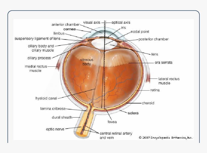 Anatomy Of The Eye [17] - Bleaching Of Rhodopsin, transparent png