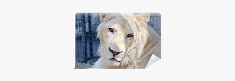 Portrait Of Beautiful Young White Lion Wall Mural • - Painting, transparent png
