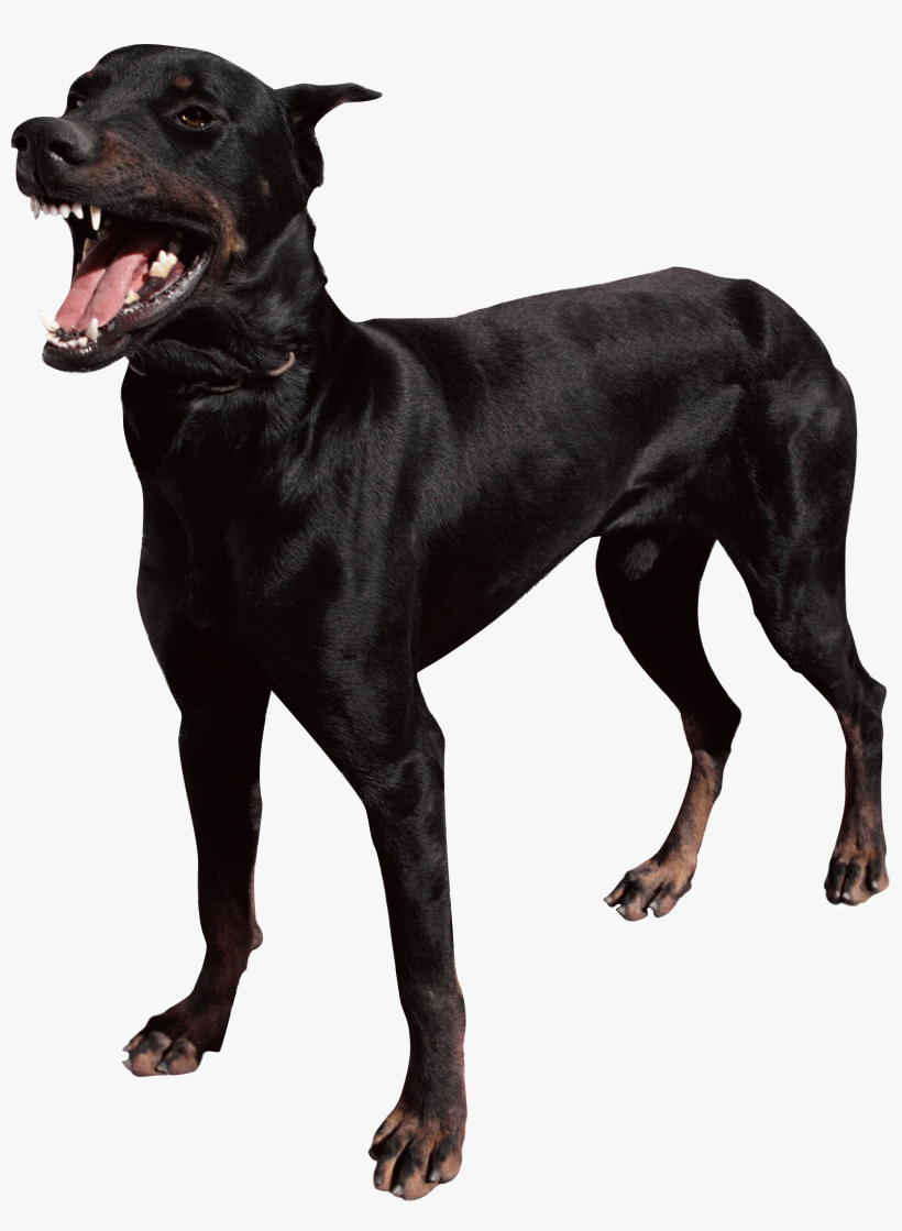 Dog Png Picture - Shake Rattle And Roll 12 Punerarya, transparent png