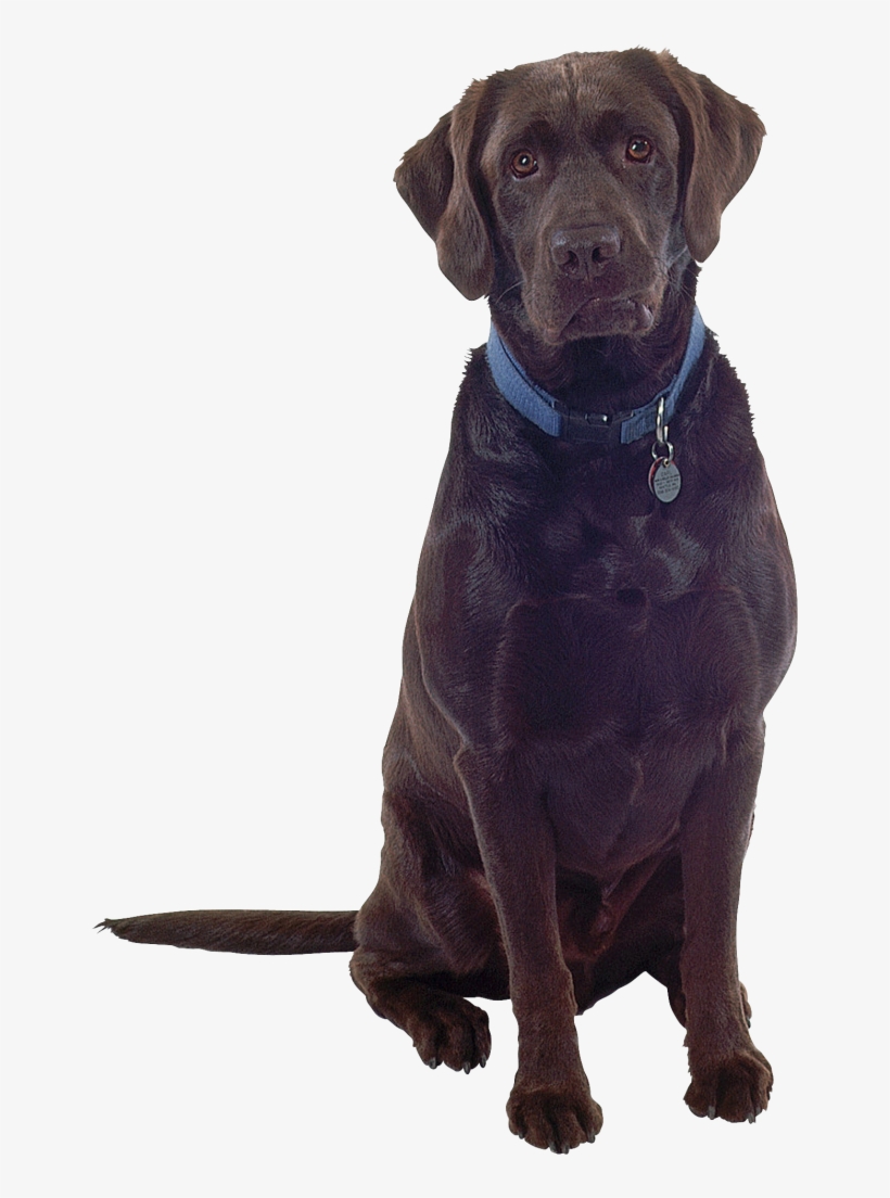 Dog Png Images - Dog, transparent png