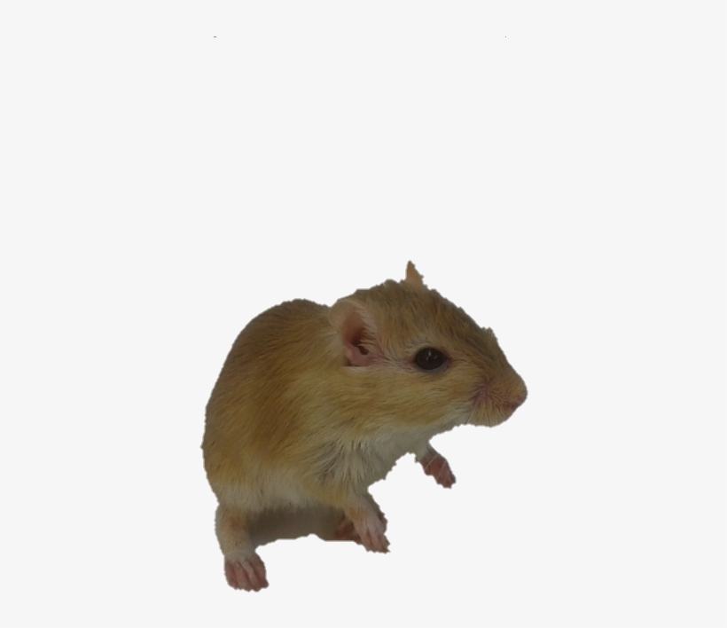 2016, transparent png