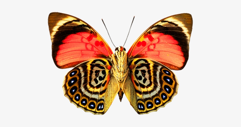 Butterfly Png Image - Butterfly With Beautiful Pattern, transparent png