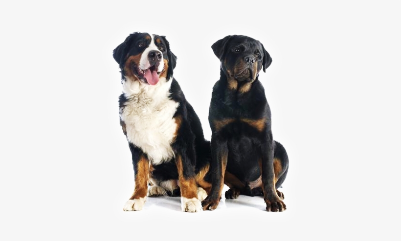 Petex Is A Nonprofit Organization In Kansas City - Rottweiler And Bernese, transparent png