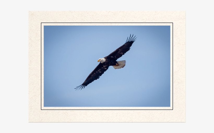 Bald Eagle In Flight - Bald Eagle, transparent png