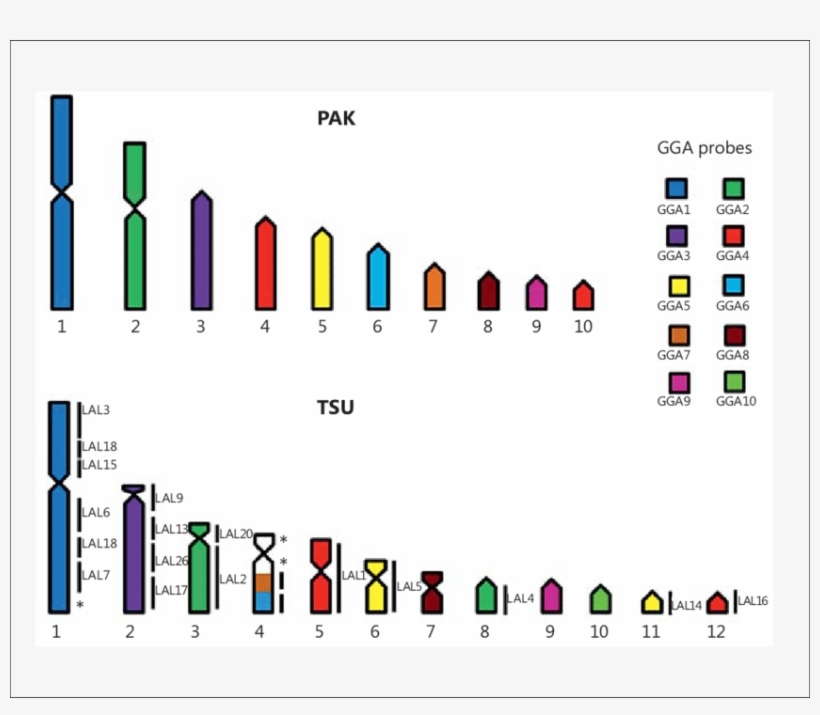 Map Of Chromosome Homology Between Trogon S - Chromosome, transparent png