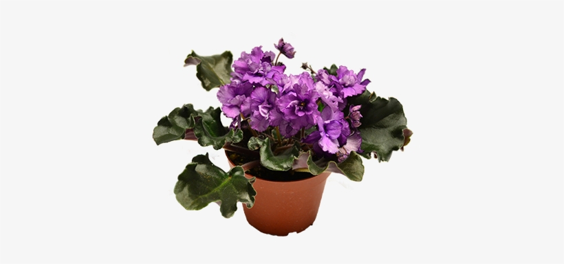 African Violet Isolated - African Violets, transparent png