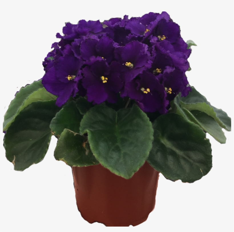 African Violet - African Violets, transparent png