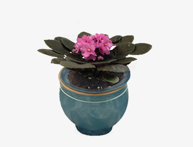 African Violet Plant - Flowerpot, transparent png