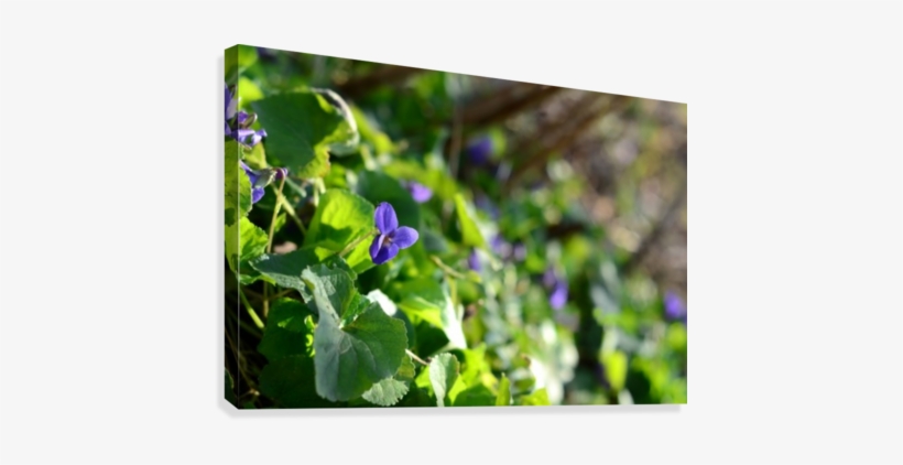 Spring Sweet Violets In The Garden Canvas Print - Baby Blue Eyes, transparent png
