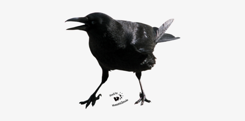 Crow - Crow Screaming Png, transparent png