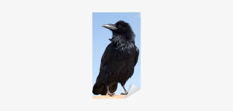 Black Crow Journal: 150 Page Lined Notebook/diary [book], transparent png