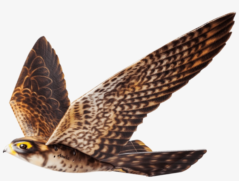 Do You Think This Is A Bird No - Robird Clear Flight Solutions, transparent png