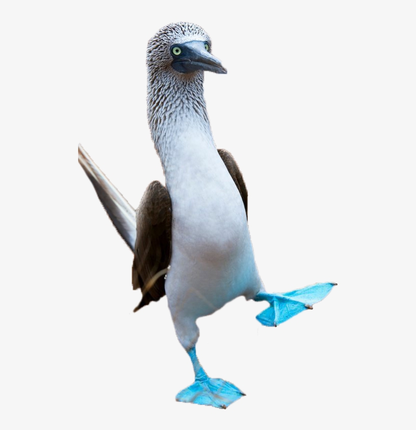 North Seymour Island, Galapagos The Birds Move With - Blue Footed Booby Png, transparent png
