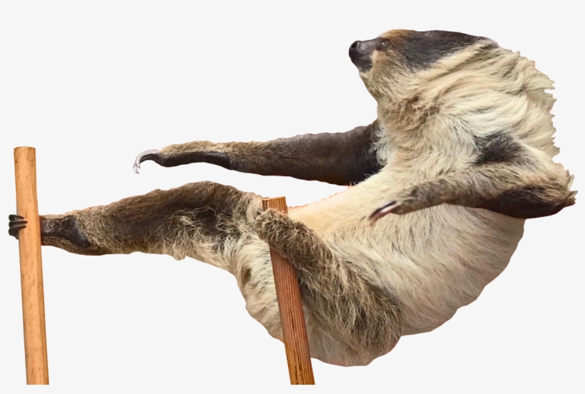 Psbattle Chill Sloth Png Sloth Jokes Pickle - Transparent Png Attack Animal, transparent png