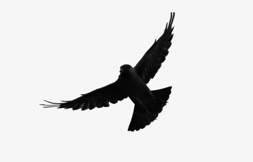 Jackdaw Real - Jackdaw Silhouette, transparent png