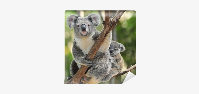 Australian Koala Bear With Her Baby, Sydney, Australia - Koala Pendant Of Yellow Gold 18 K- Artisan Product, transparent png