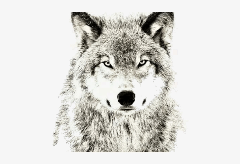 Wolf Png Transparent Images - Wolves Dont Lose Sleep Over The Opinion, transparent png