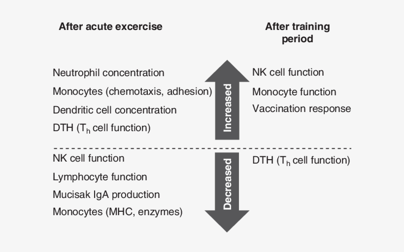 Summary Of Observed Immunological Alterations With - Osteopenie Osteoporose T Score, transparent png