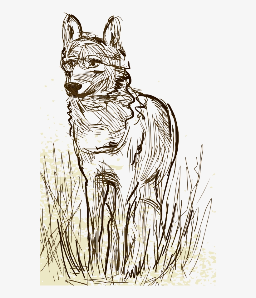Under An Empresario Contracts, A Family Could Purchase - Wolf, transparent png
