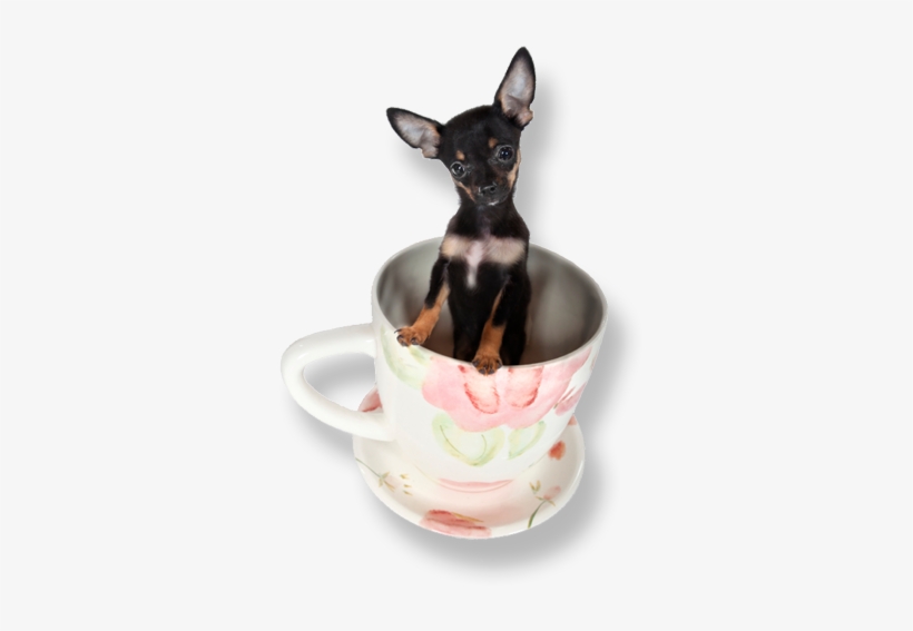 Teacups Puppy - Teacup Puppies, transparent png