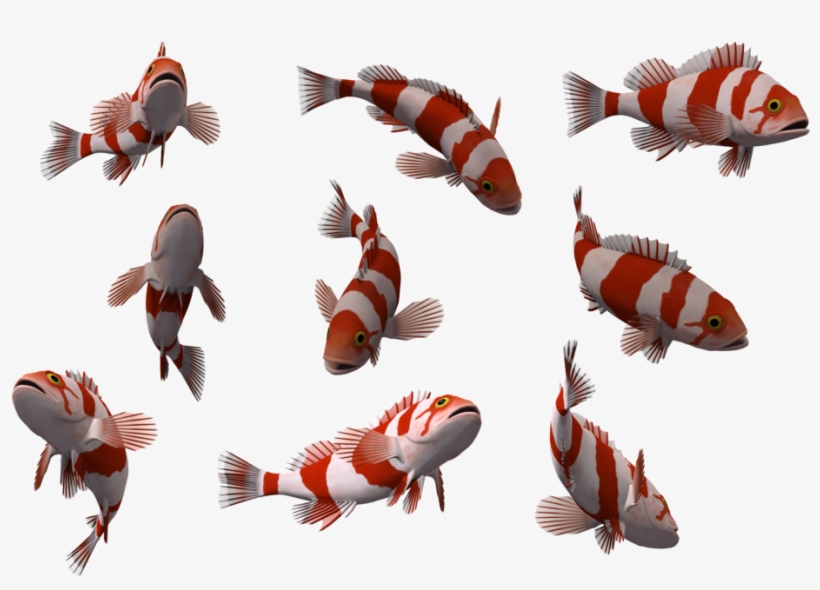 Fish Png - 10 Fish Png, transparent png