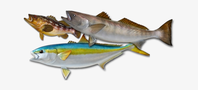 Aloha Spirit Sportfishing © - Cod, transparent png