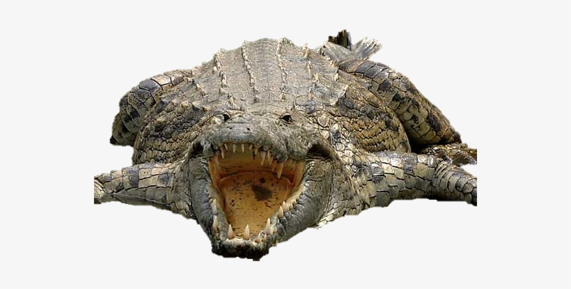 This Monster Has No Trouble Grabbing Zebras, Humans, - Crocodile Park Kotmi Sonar, transparent png