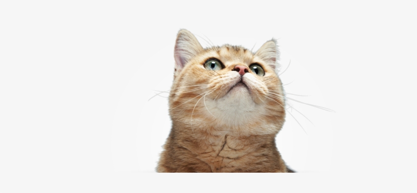 Fun Cat Facts - Cute Cat Looking Up Png, transparent png