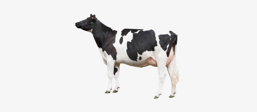 Cow Looking Left - Cow Png, transparent png