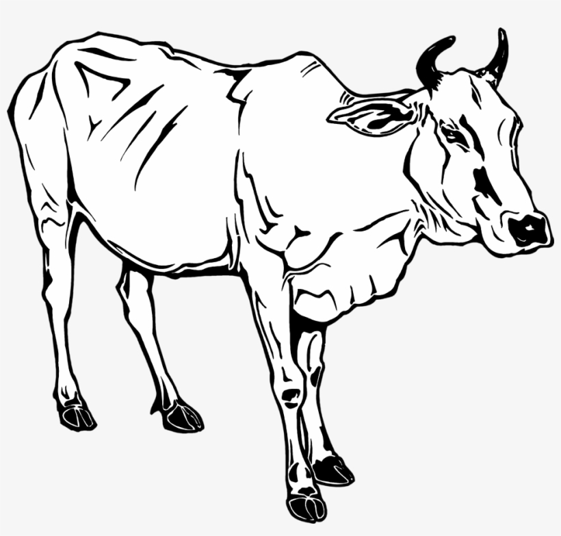 Cow Clipart Black And White - 牛 牽 到 北京 還是 牛, transparent png