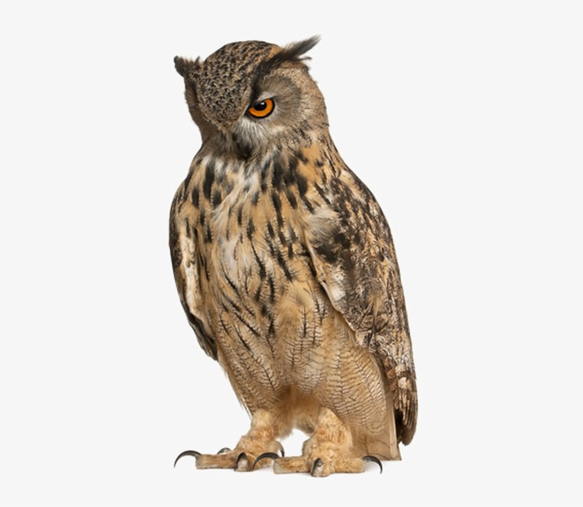 Owl Free Png Image - Owl With Pointy Eyebrows, transparent png