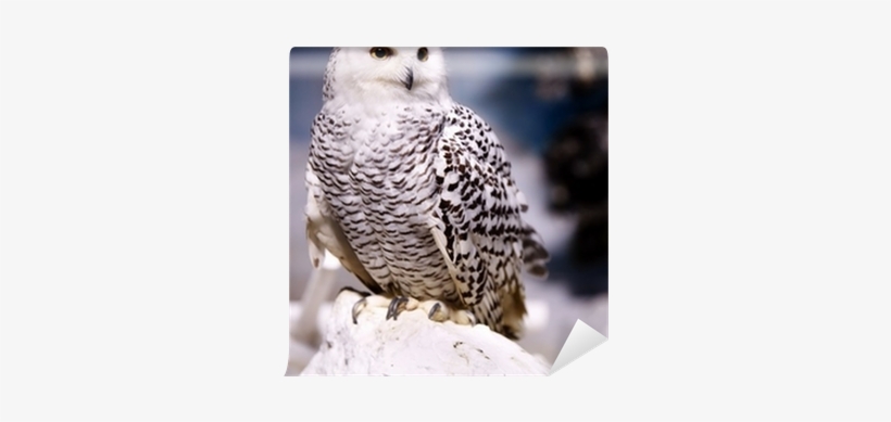 Snow Owl Png Download - Snowy Owl, transparent png