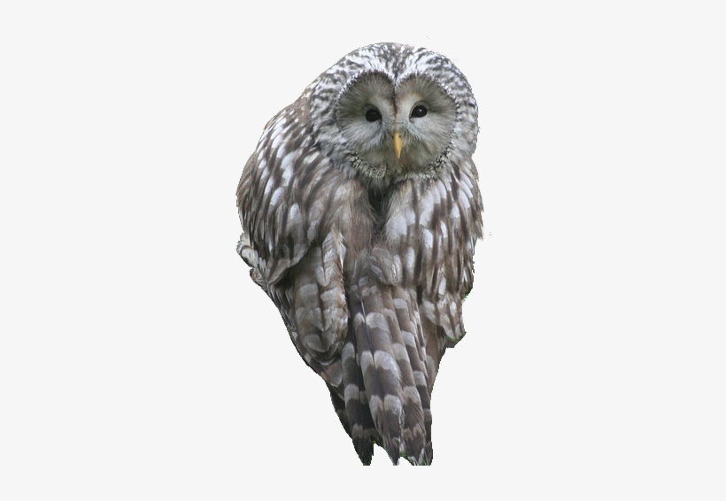 Northern-owl - Owl, transparent png