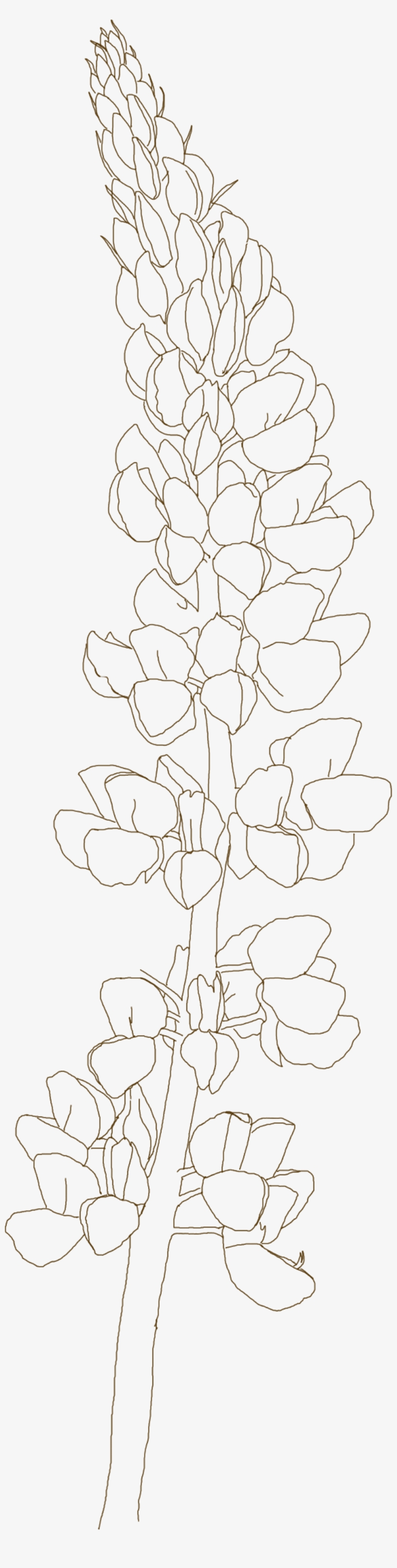 Blue Bonnet, transparent png