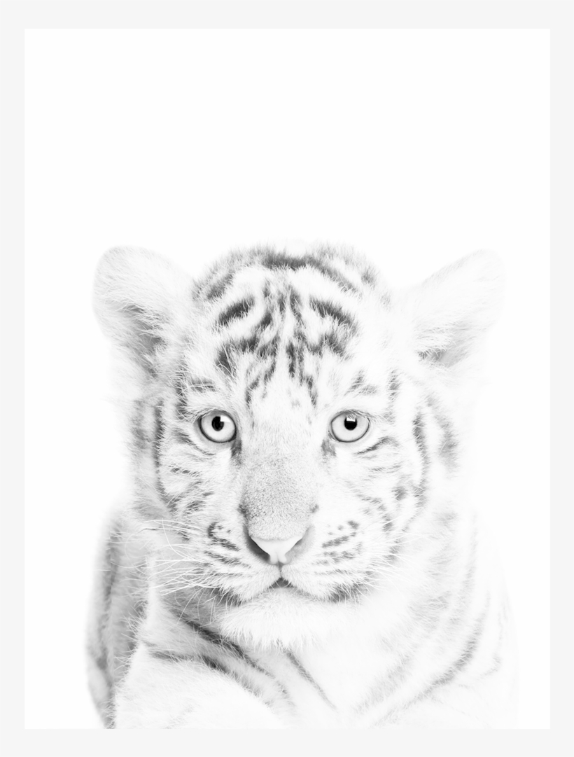 White Tiger Cub Print, transparent png