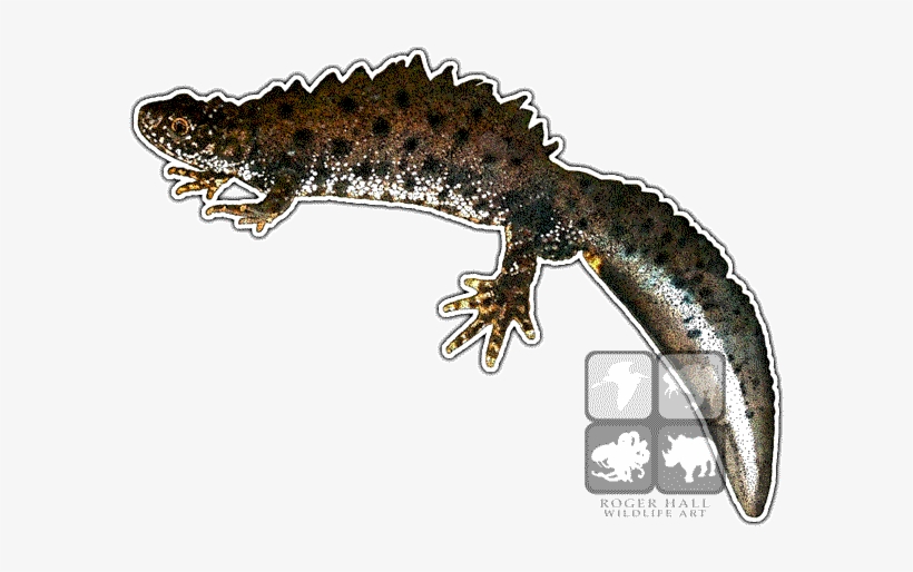 Great Crested Newt Decal - Great Crested Newt Mug, transparent png