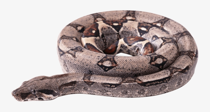 Circle Snake - Boa Constrictor Transparent Background, transparent png