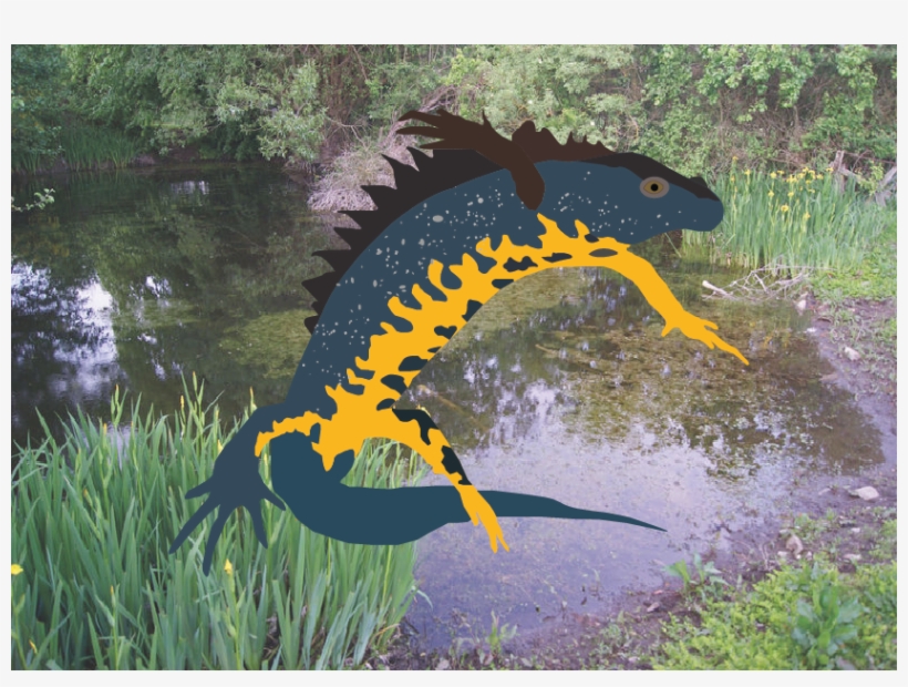 Chinese Warty Newt, transparent png