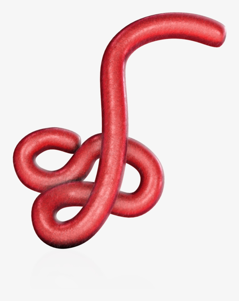 Ebola Virus 15670 - Western Slender Blind Snake, transparent png