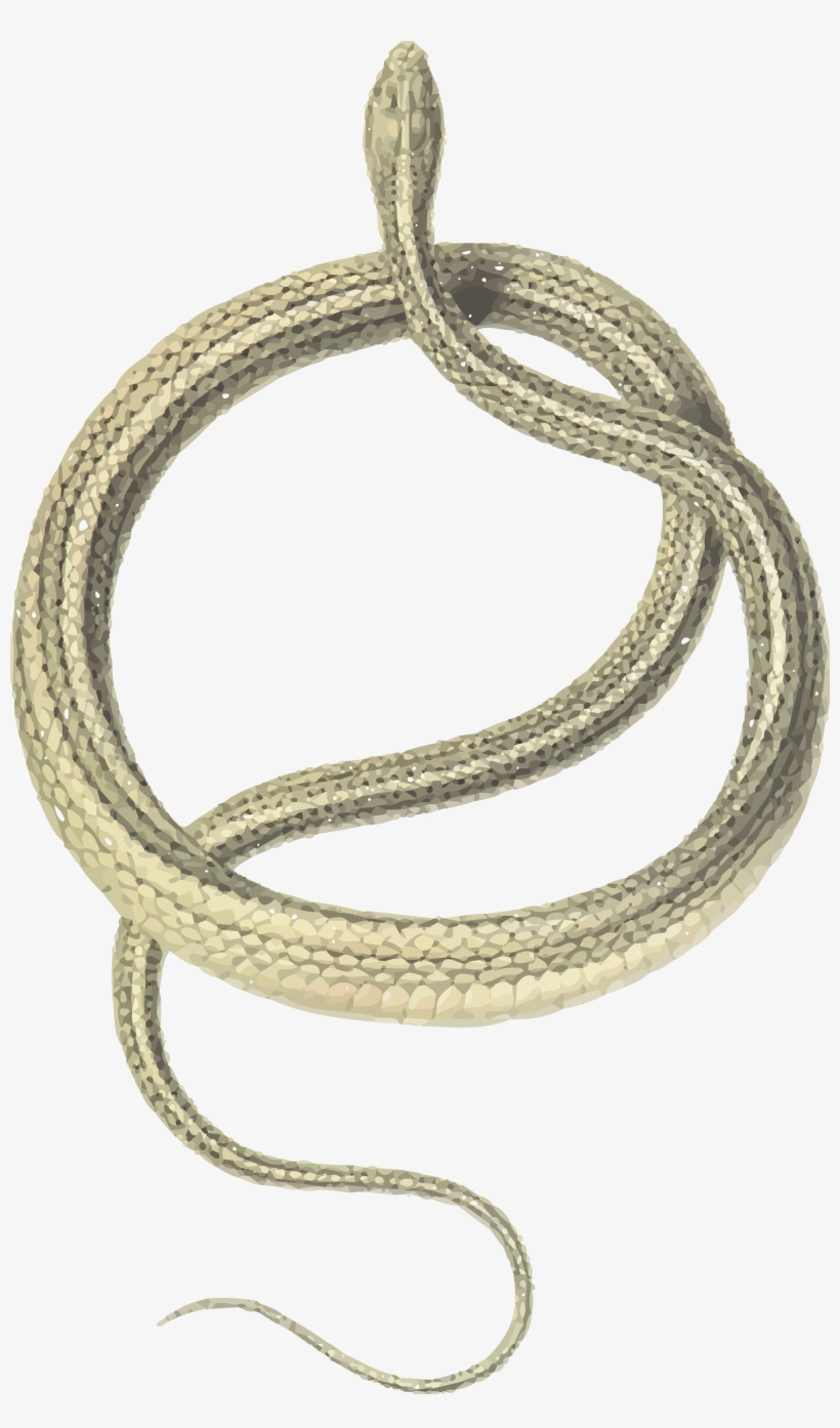, , - Zamenis Spinalis, transparent png