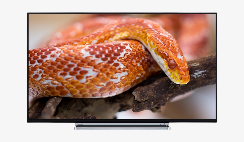 55" Toshiba Ultra Hd Tv Front - Узорчатый Маисовый Полоз, transparent png