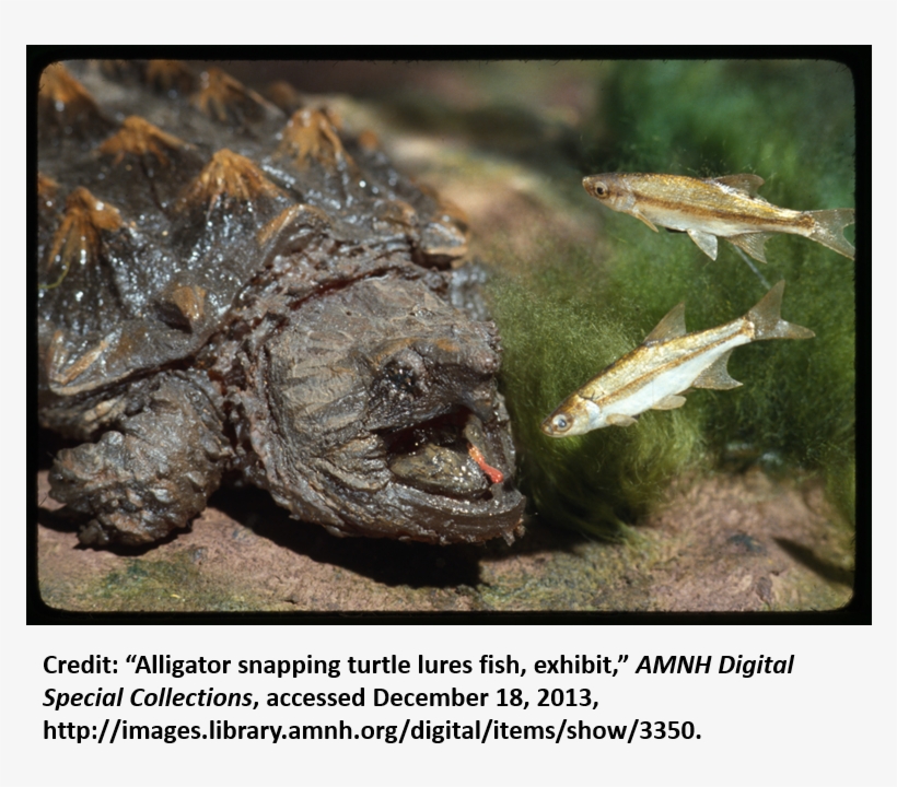 I Will - Alligator Snapping Turtles Lure, transparent png