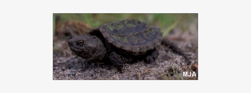 Snapping Turtle Dezelic - Painted Turtle, transparent png