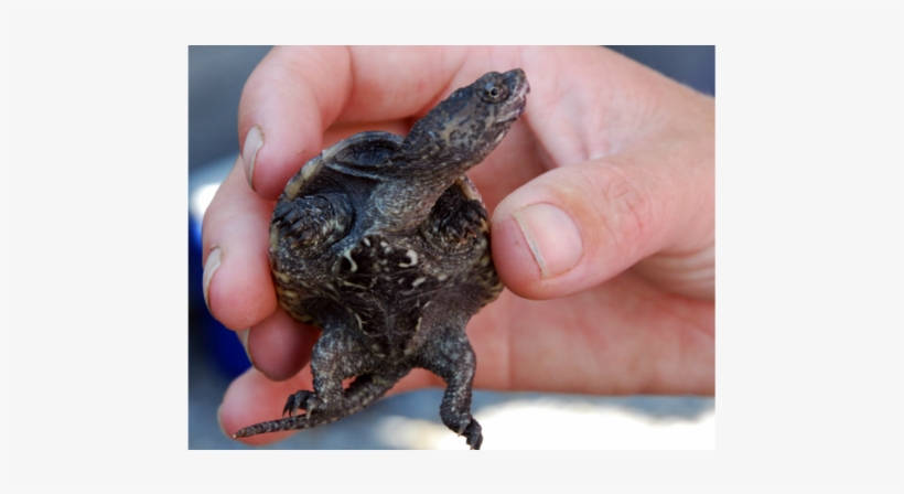 What To Get The Stylish Mom For Mother's Day - Red Eared Slider, transparent png