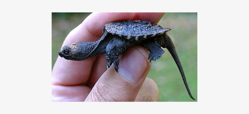Snapping Turtles Are Very Small When They Are Born - Alligator Snapping Turtle Baby Oklahoma, transparent png