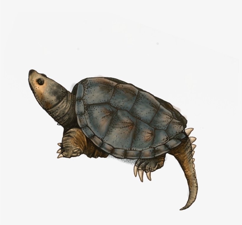 Melanie Massey, M - Northern Pike, transparent png